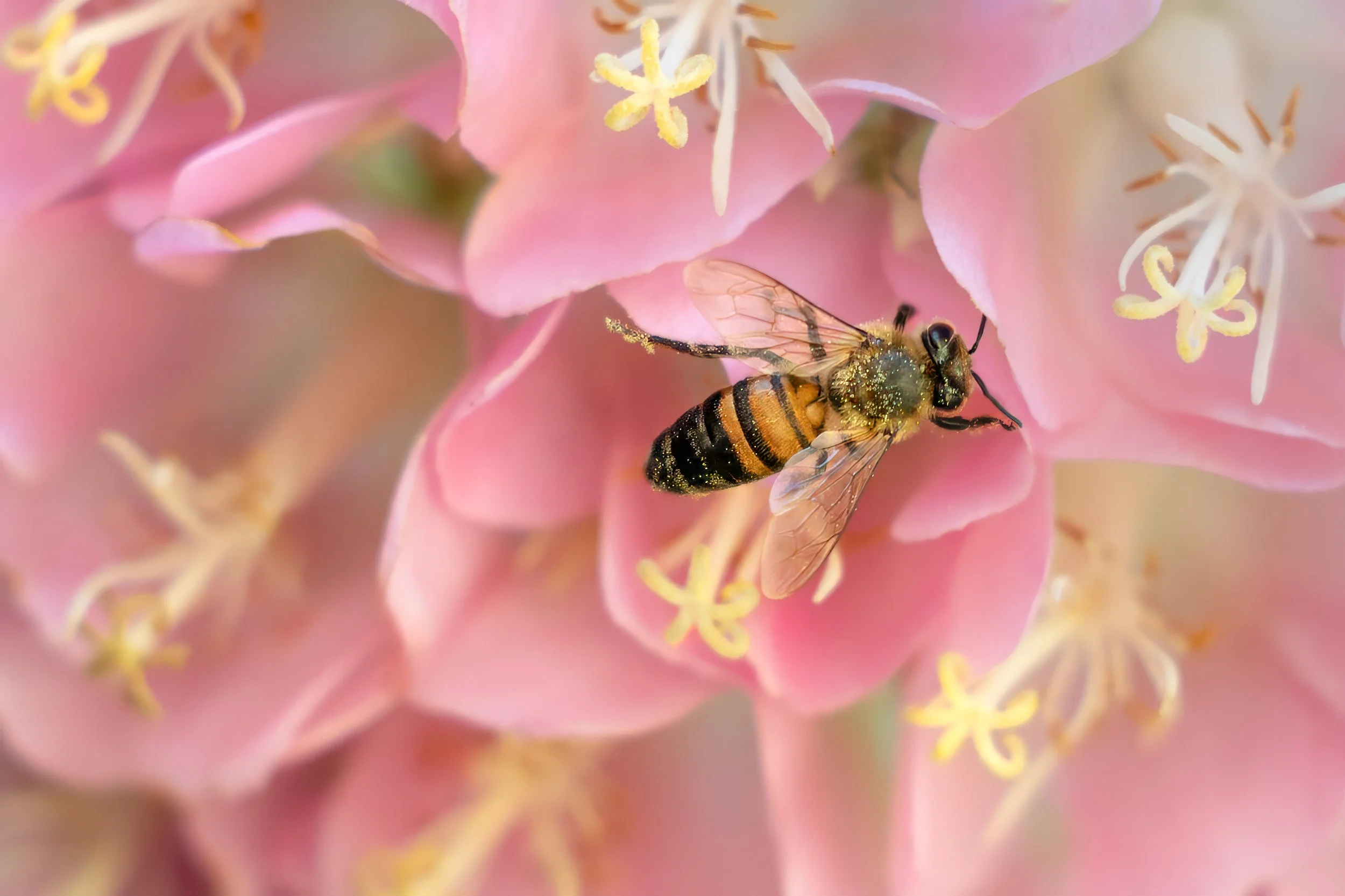 BeePinkflwS-.jpg