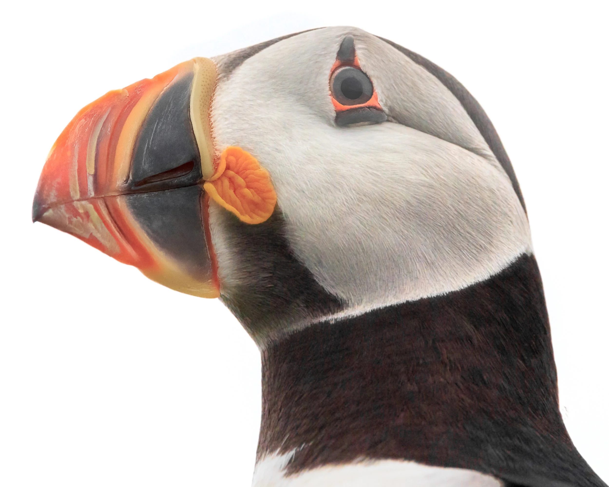 PORTRAIT OF A PUFFIN
Atlantic Puffin
Île aux Perroquet, Quebec, Canada
Spending eight months of the year at sea, puffins live most of their lives out of sight. We only catch fleeting glimpses of their story, and for the land-bound photographer, the