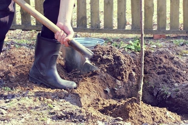 1147AY-planting-large-shrubs-and-trees.-filling-hole-web-original.jpg