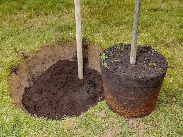 1147LS-planting-large-shrubs-and-trees.-tree-with-dug-hole-web-original.jpg