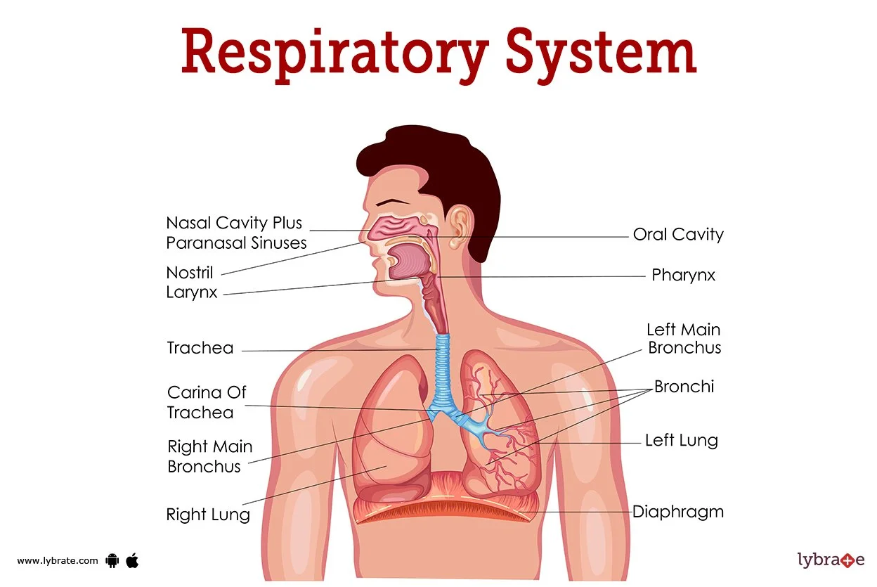 Neurology Study Guide
