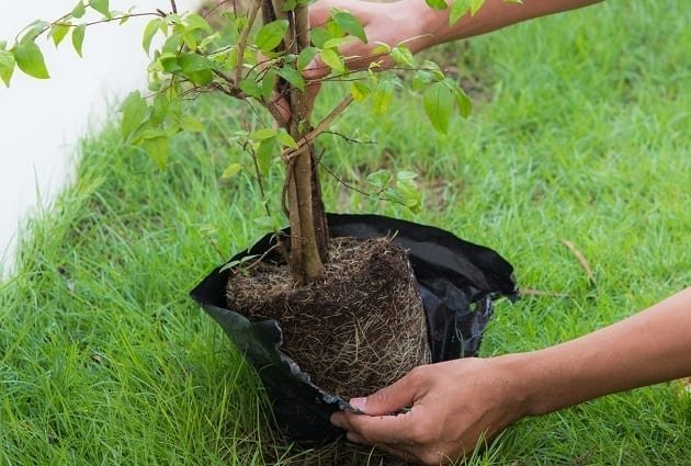 1147GH-unpackagaing-trees-and-shrubs-web-original.jpg