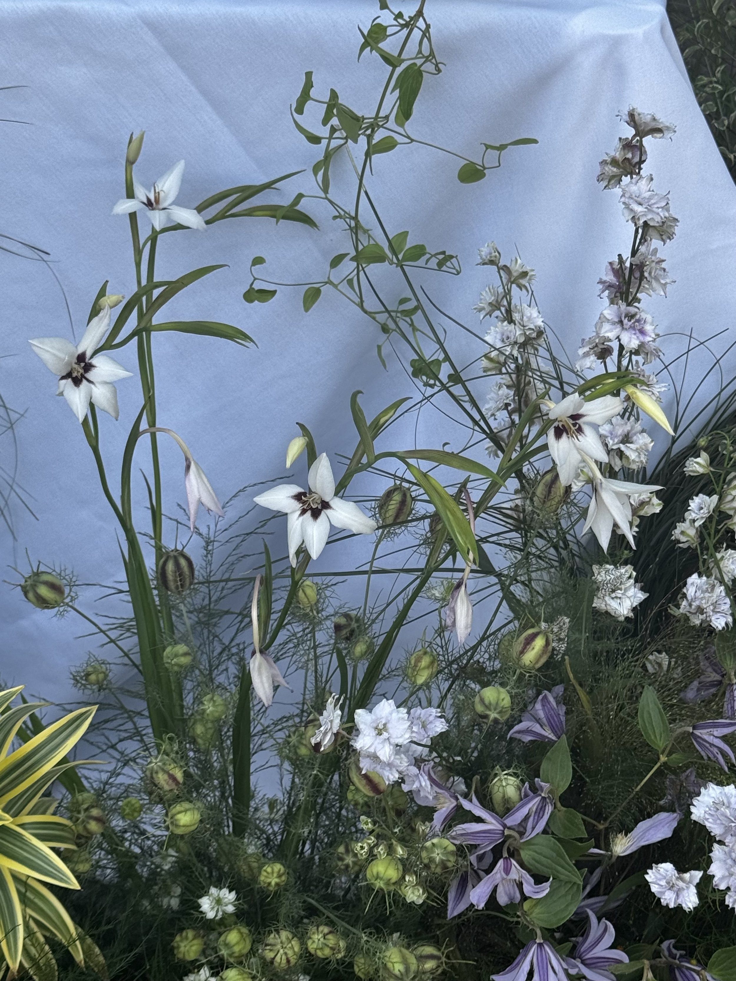 Sweet Pea & Vine's style — organic, intentional, and modern garden. 