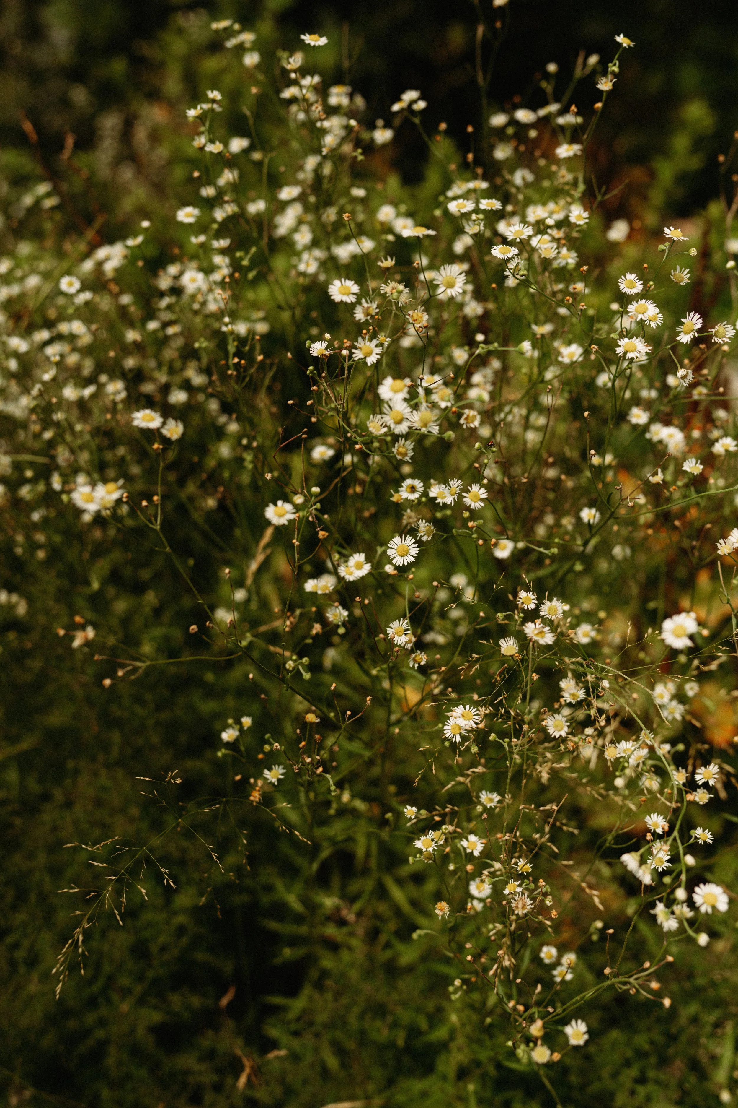 l&b wed-5.jpg