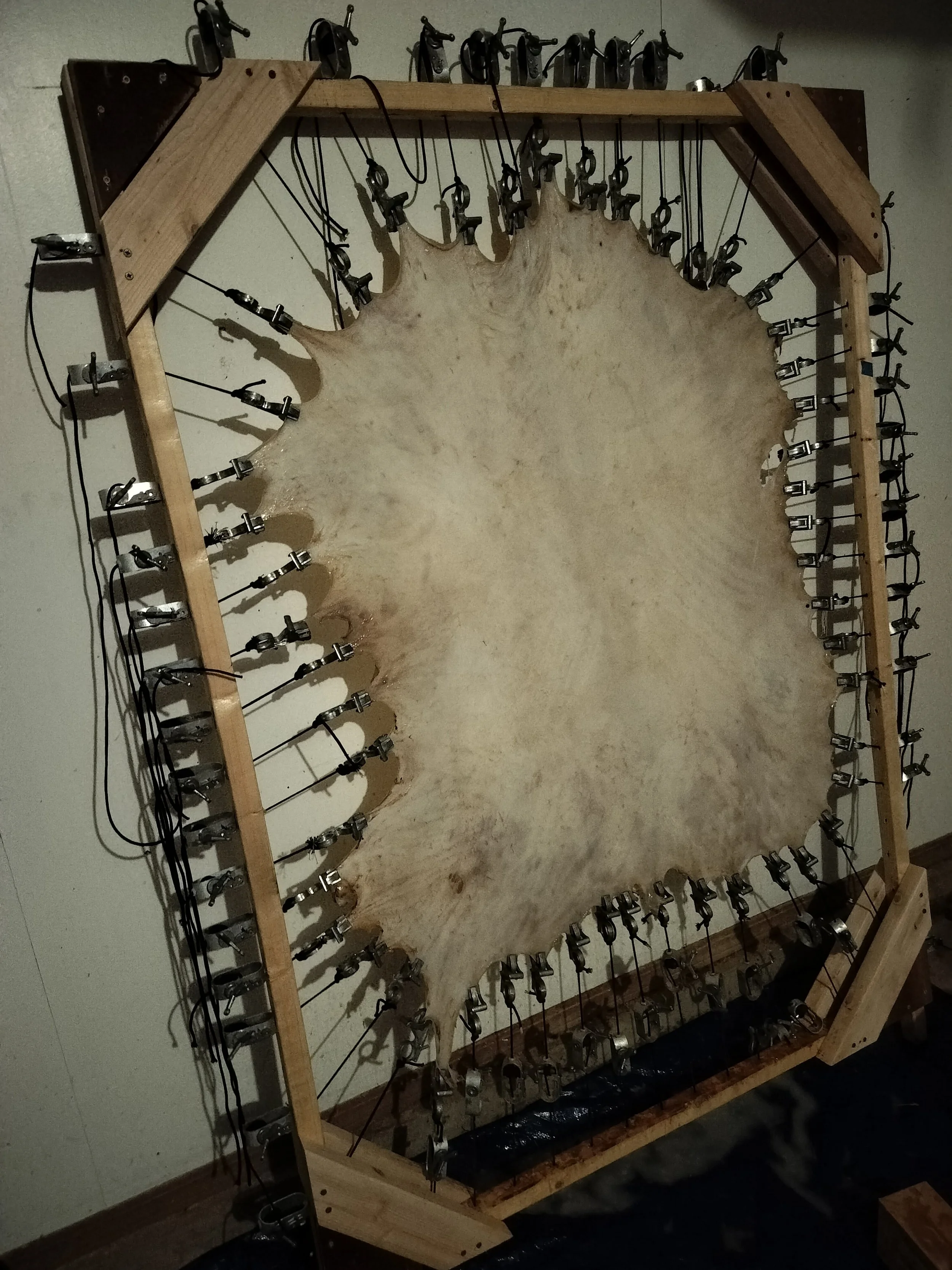 A woodworking project featuring a large irregularly shaped wooden piece secured on a frame, with numerous clamps holding it in place, possibly for gluing or drying.