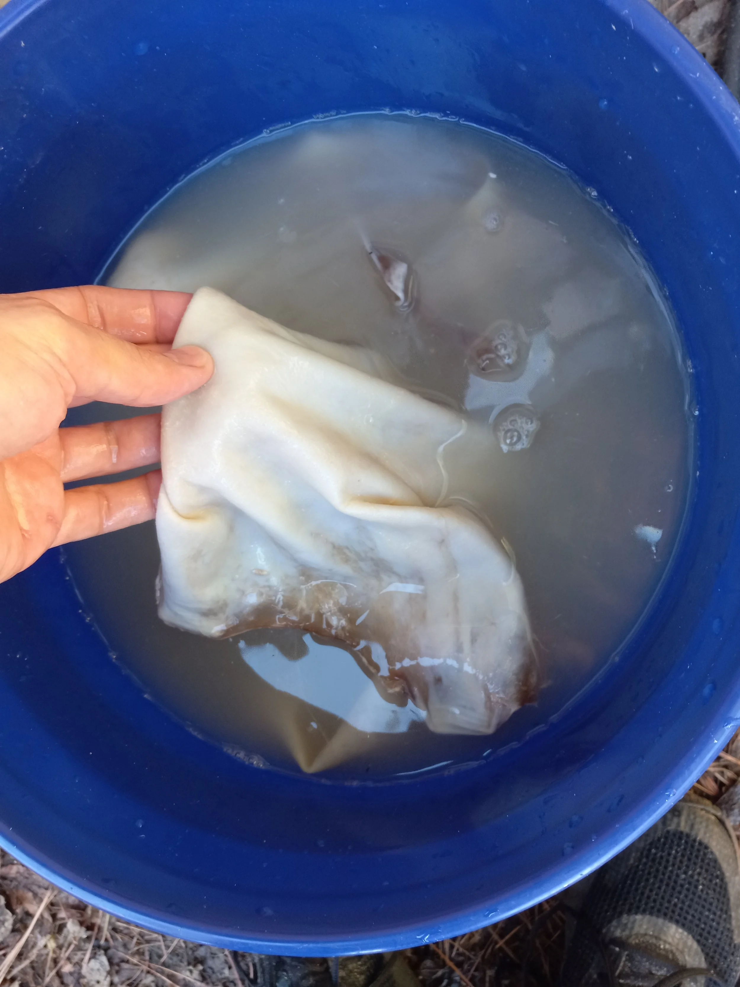 Person washing a piece of fabric or clothing in a blue bucket filled with water and a small fish.