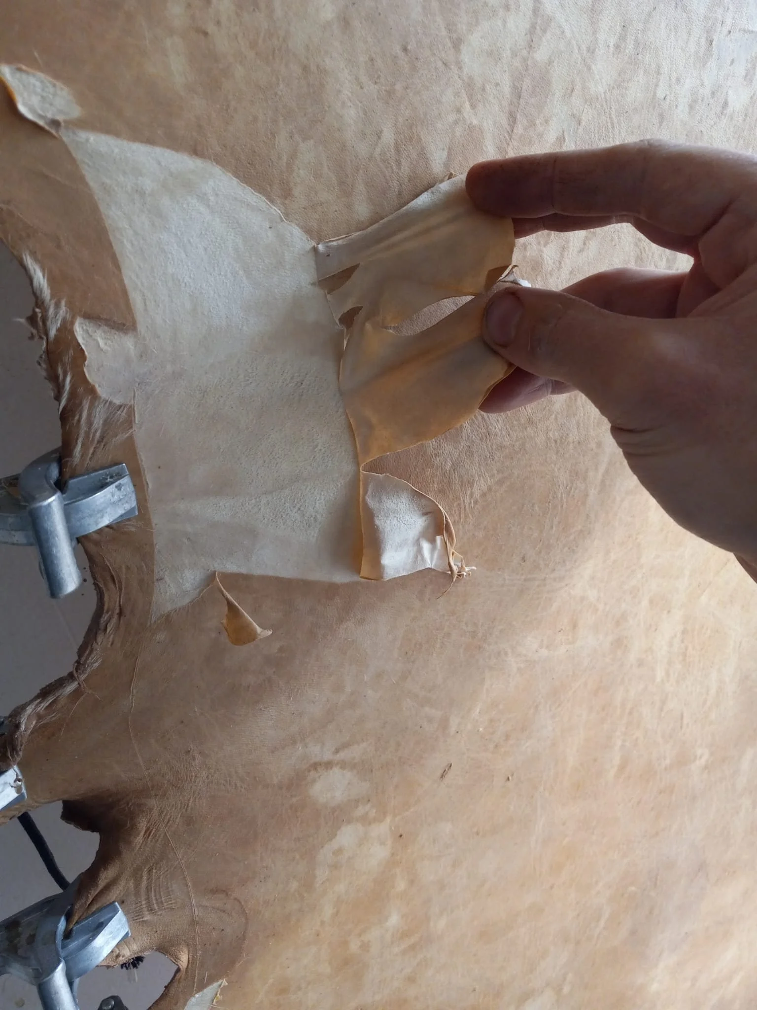 A person peeling the outer layer of a large, thin piece of animal hide or leather, which is attached to a surface with metal clips.