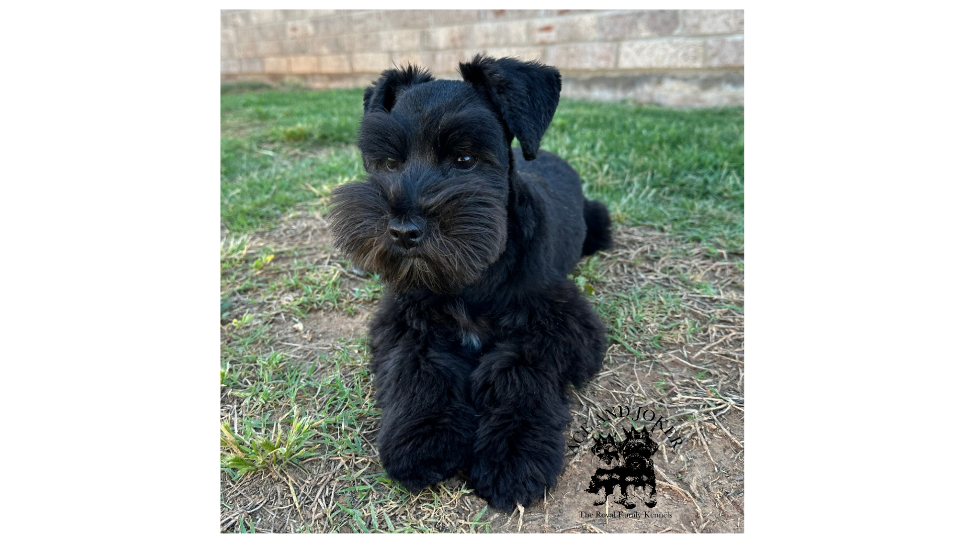 Black schnauzer lying on grass with blurred brick wall background.