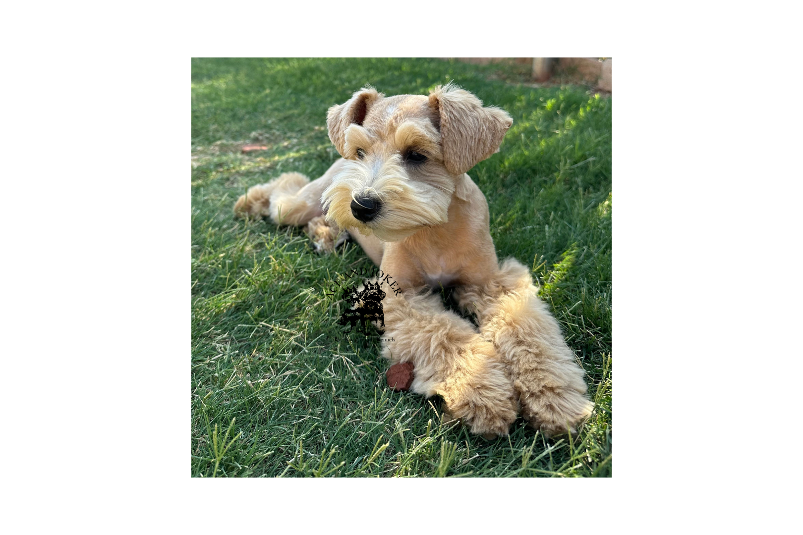 Princess Diana, a petite 9-pound miniature schnauzer, lounging elegantly in the grass.