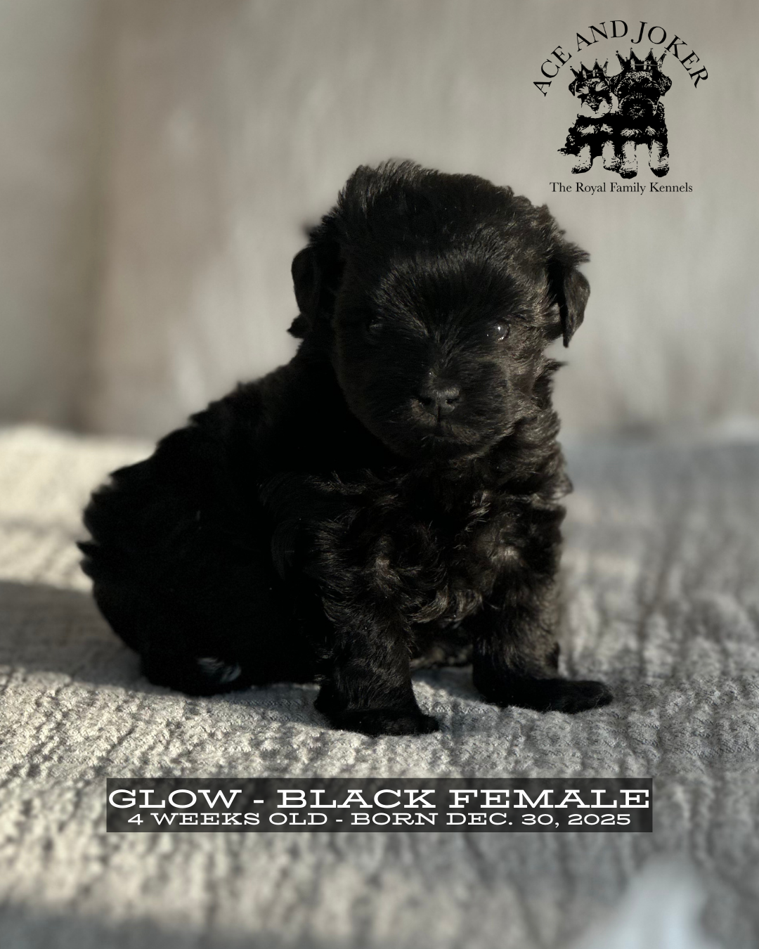 Black Miniature Schnauzer puppy Glow sitting at 4 weeks old with fluffy coat and compact build, Royal Family Kennels breeder photo