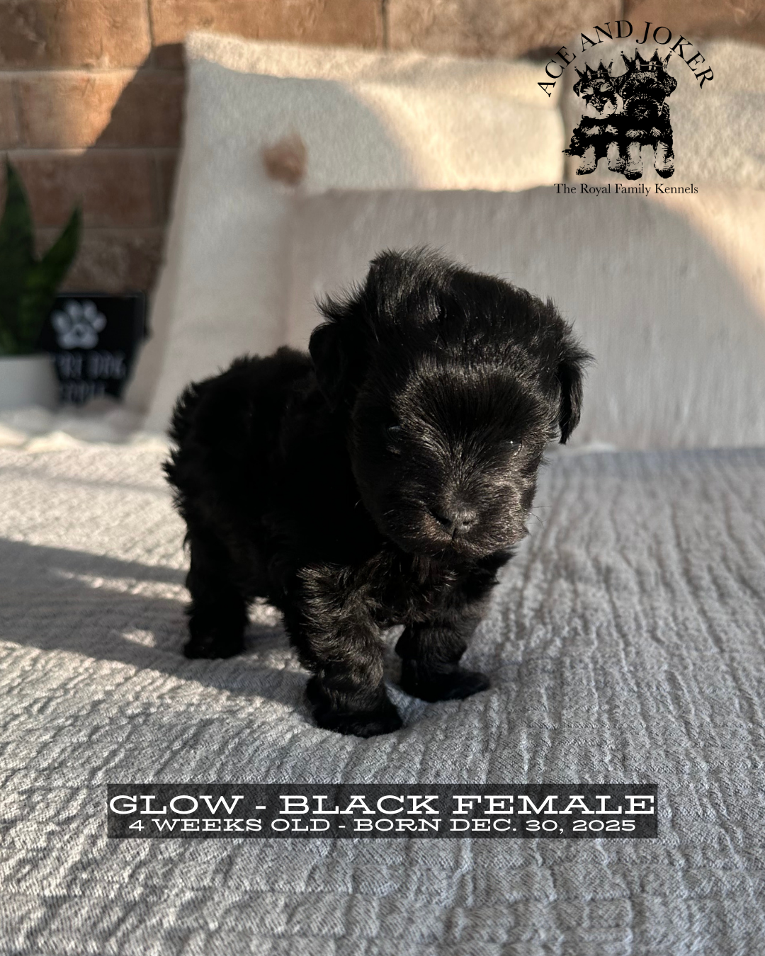 Black female Miniature Schnauzer puppy named Glow at 4 weeks old standing on blanket, bred by Royal Family Kennels in Oklahoma