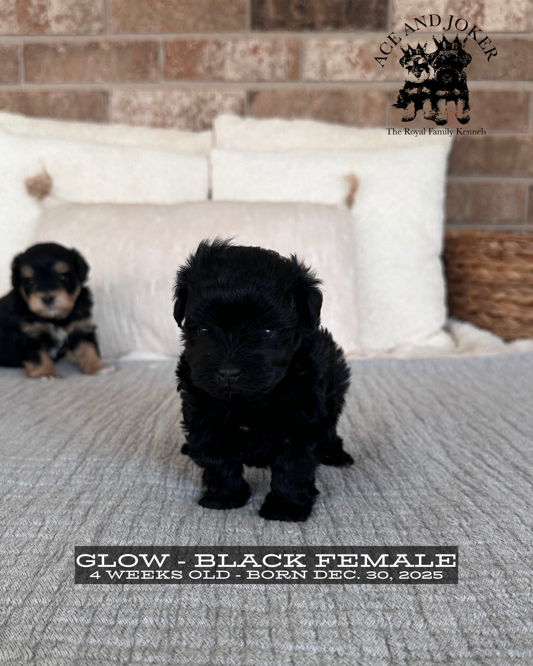 Four week old black female Miniature Schnauzer puppy Glow facing camera on neutral backdrop, Royal Family Kennels litter update