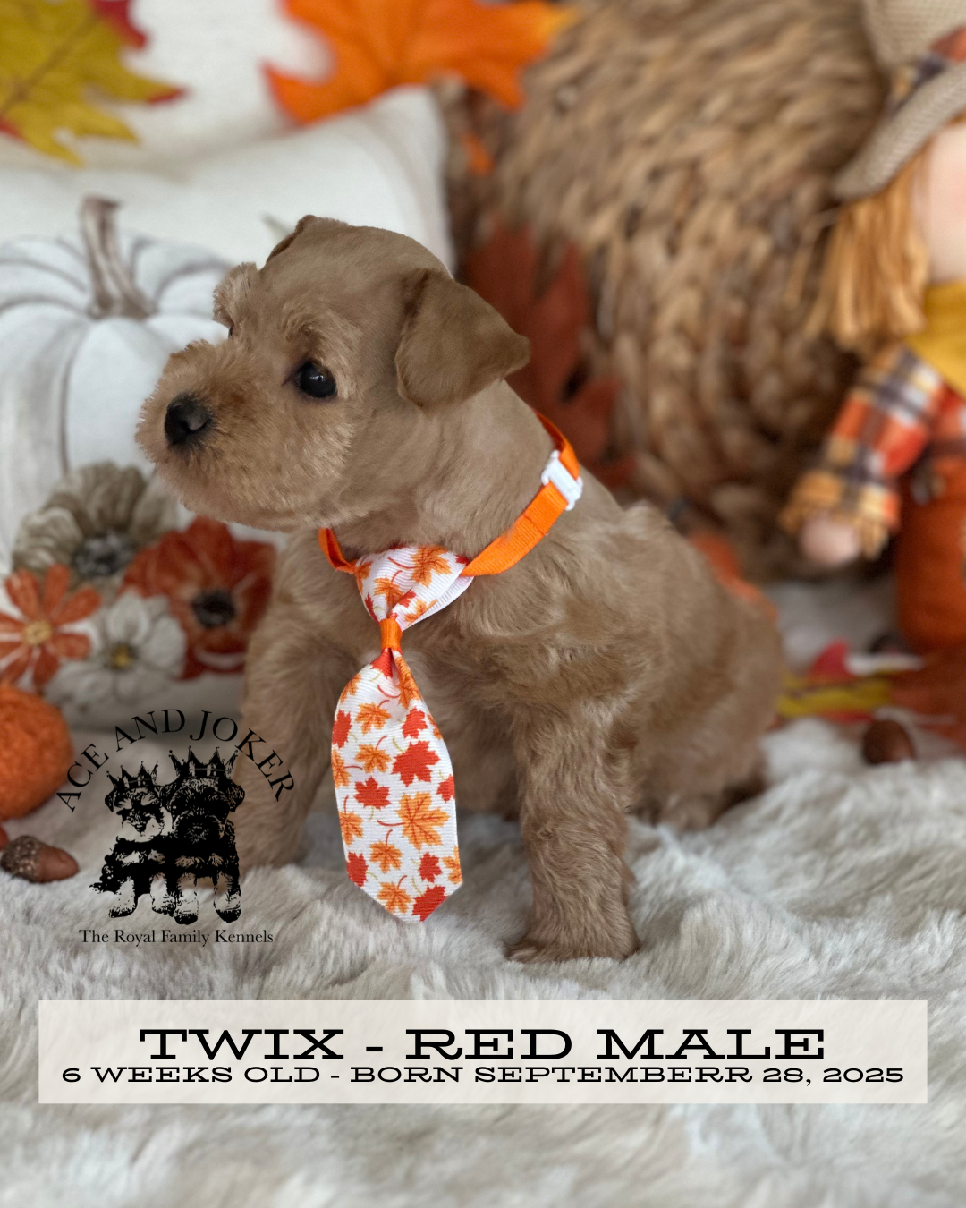 Twix, 6-week-old red Miniature Schnauzer male bred by The Royal Family Kennels in Oklahoma, posing side profile with his fall-themed tie and pumpkin backdrop from the Malika × Uno litter.