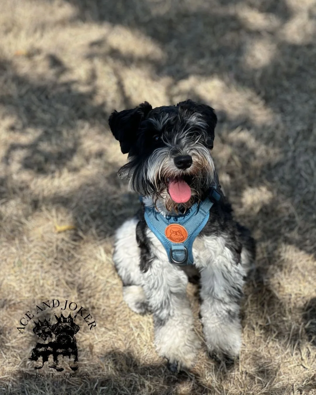 Copy of Maddie and Joker Litter - 3132025.jpg
