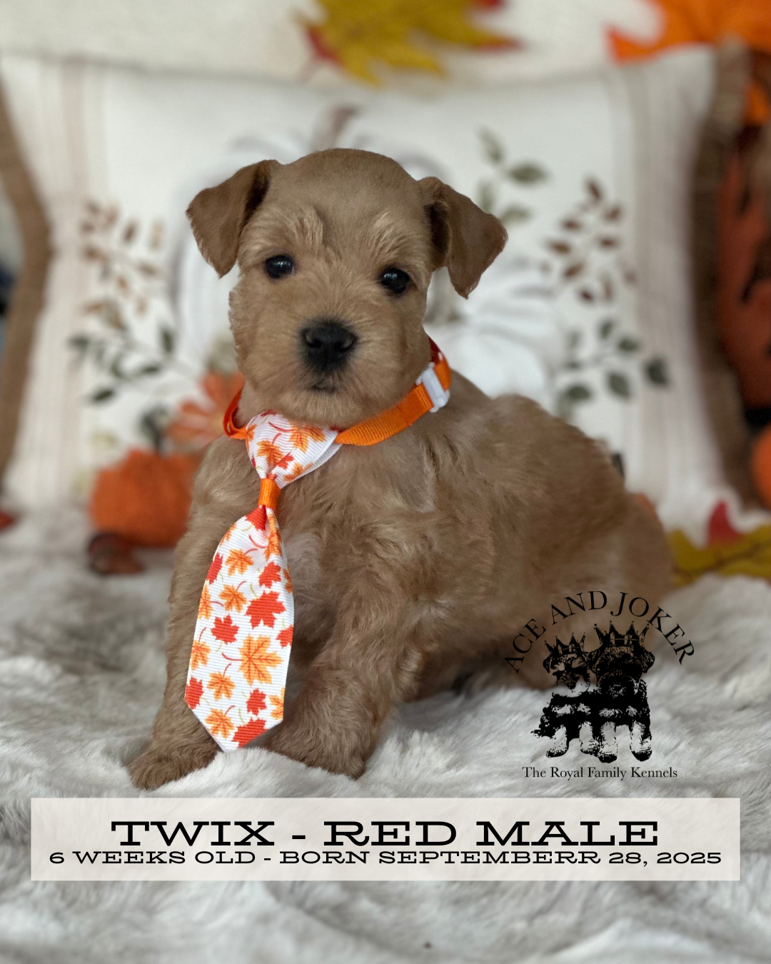 Red Miniature Schnauzer puppy named Twix from The Royal Family Kennels, 6 weeks old from the Malika × Uno pairing, sitting proudly after his first groom with seasonal fall decor in the background.