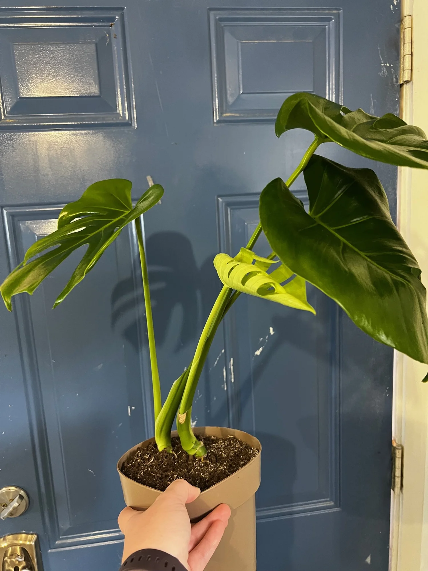 silver pothos plant Silver Satin Pothos