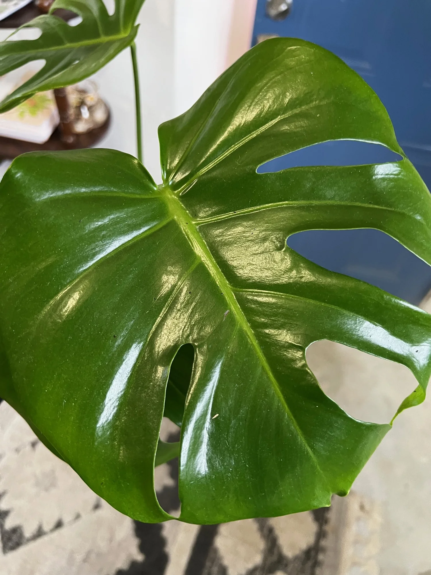 Monstera Deliciosa  Crozet Plant Social