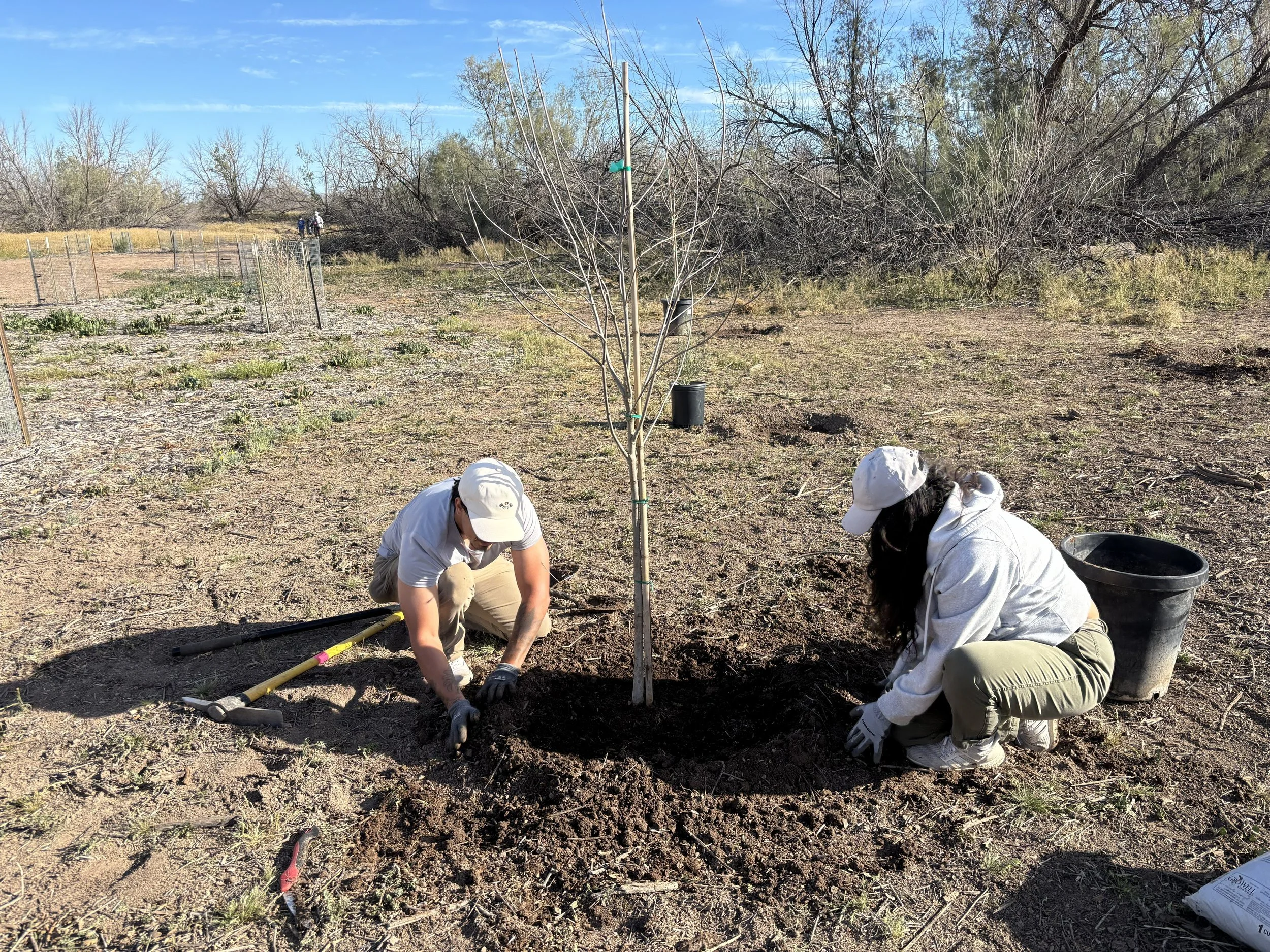 Tree planting at El Rio (2).jpeg