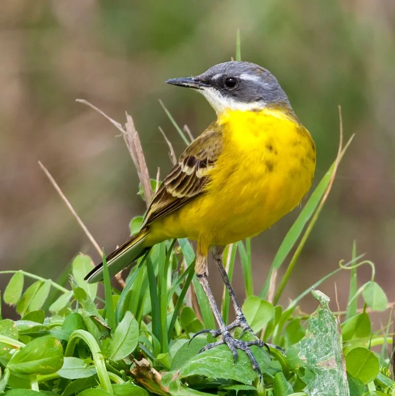 Iberian-Yellow-Wagtail_SPain_ebro_delta_photo_bird_birding.jpg