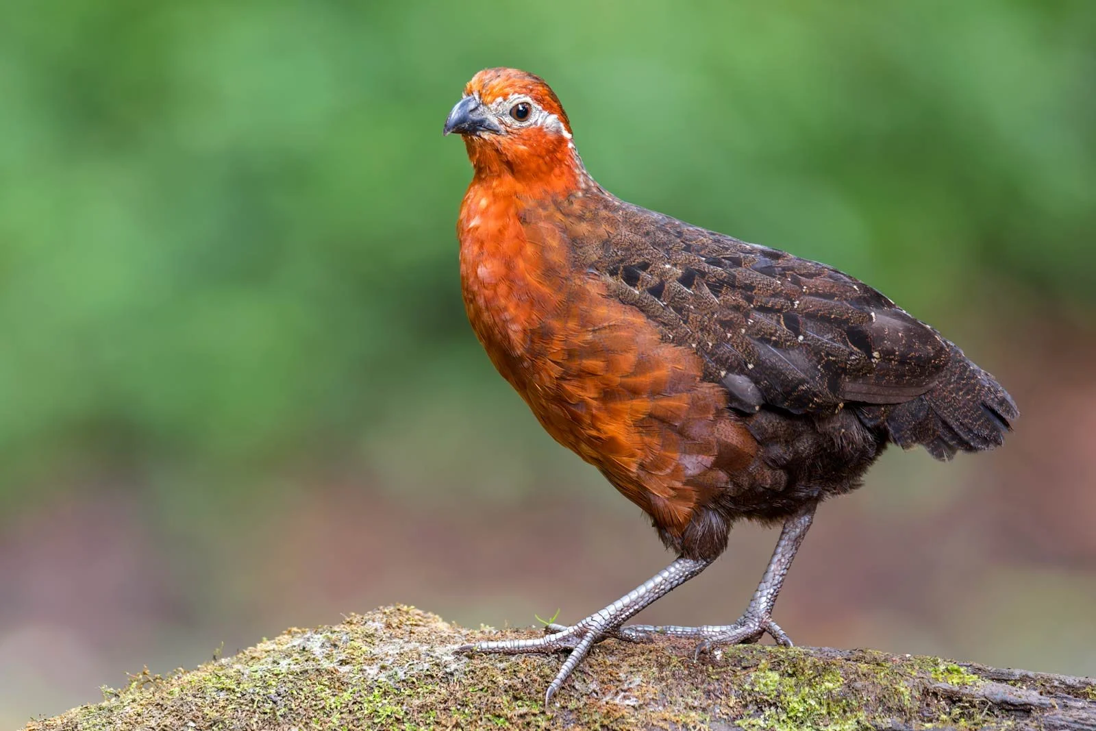 Chestnut-Wood-quail_Colombia_birding_bird_photo.jpg