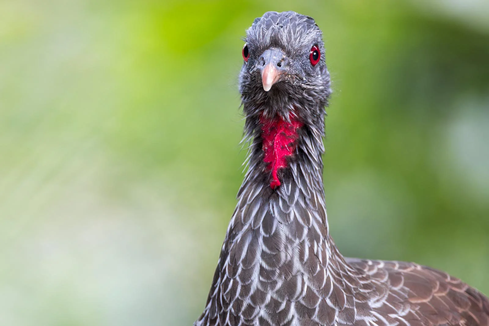 Andean-Guan_Colombia_birding_photo_bird.jpg