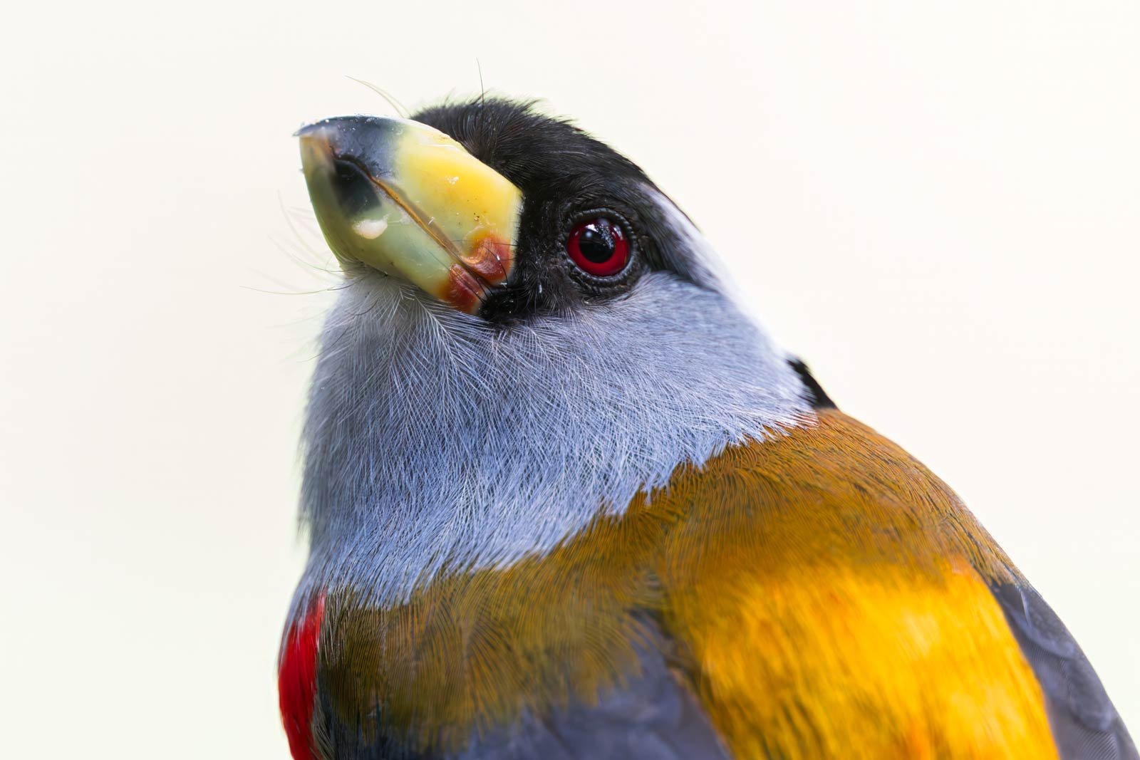 Toucan-Barbet_Colombia_birding_bird_photo.jpg