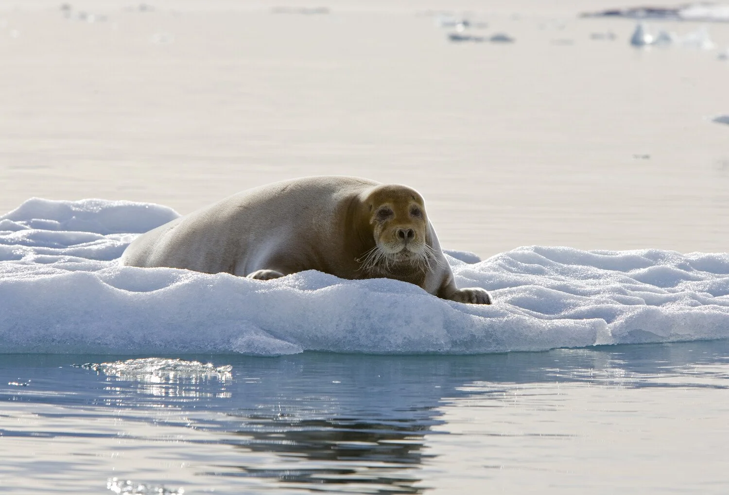 Bearded Seal_Spitsbergen_June_Franco Banfi-Oceanwide Expeditions_Warbler_Tours.jpg