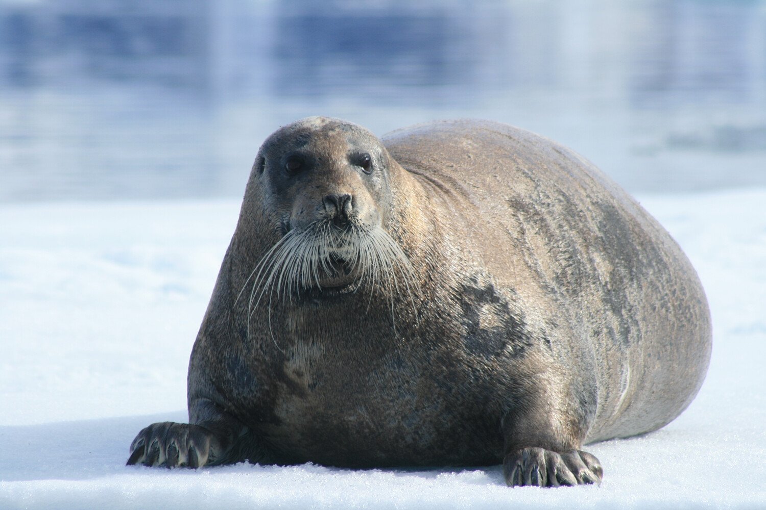 Bearded Seal_Spitsbergen_Martine_and_Anke Selles_Warbler_Tours.jpg