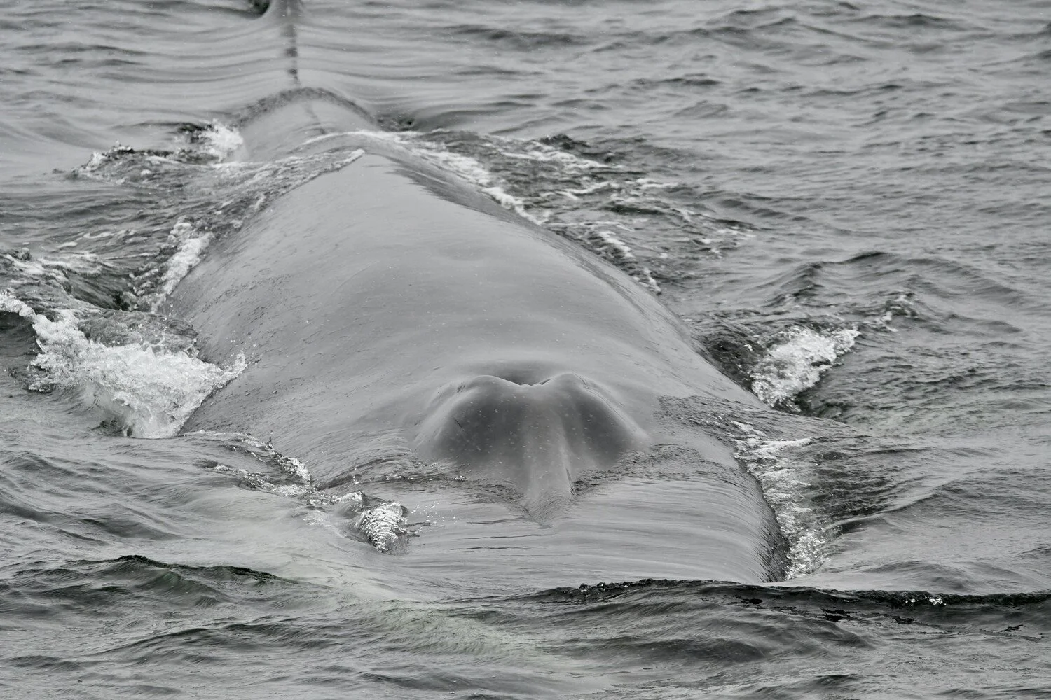 Fin whale_Marius De Koff_Warbler_Tours.jpg