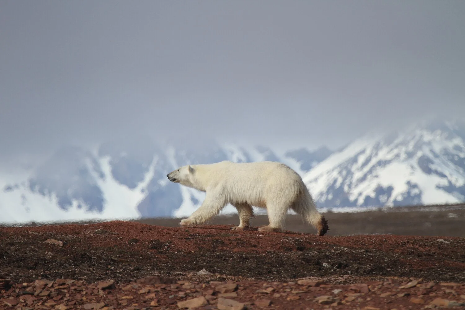 Polar Bear_Joerg Ehrlich_Warbler_Tours.jpg