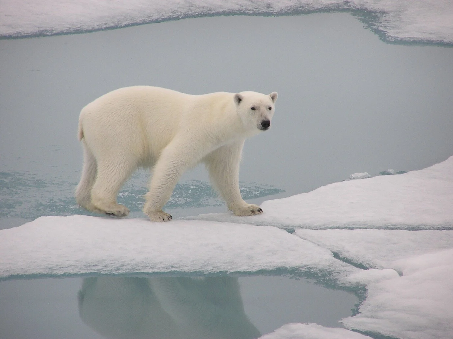 Polar Bear_Spitsbergen_September_Mike Murphy-Oceanwide Expeditions_Warbler_Tours.jpg