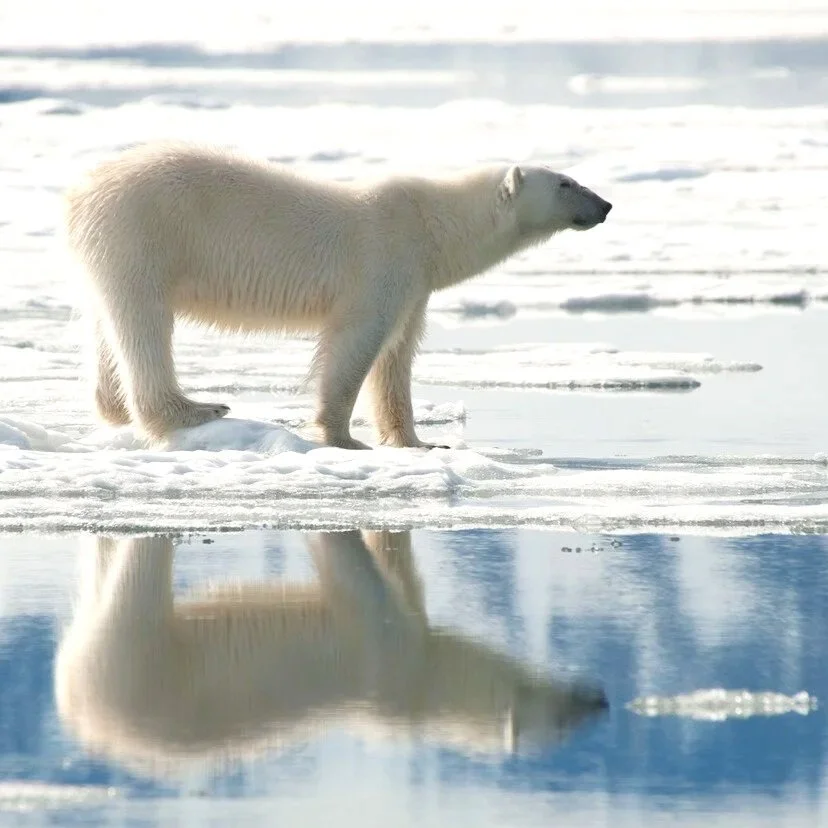 ARCTIC EXPEDITION 2026