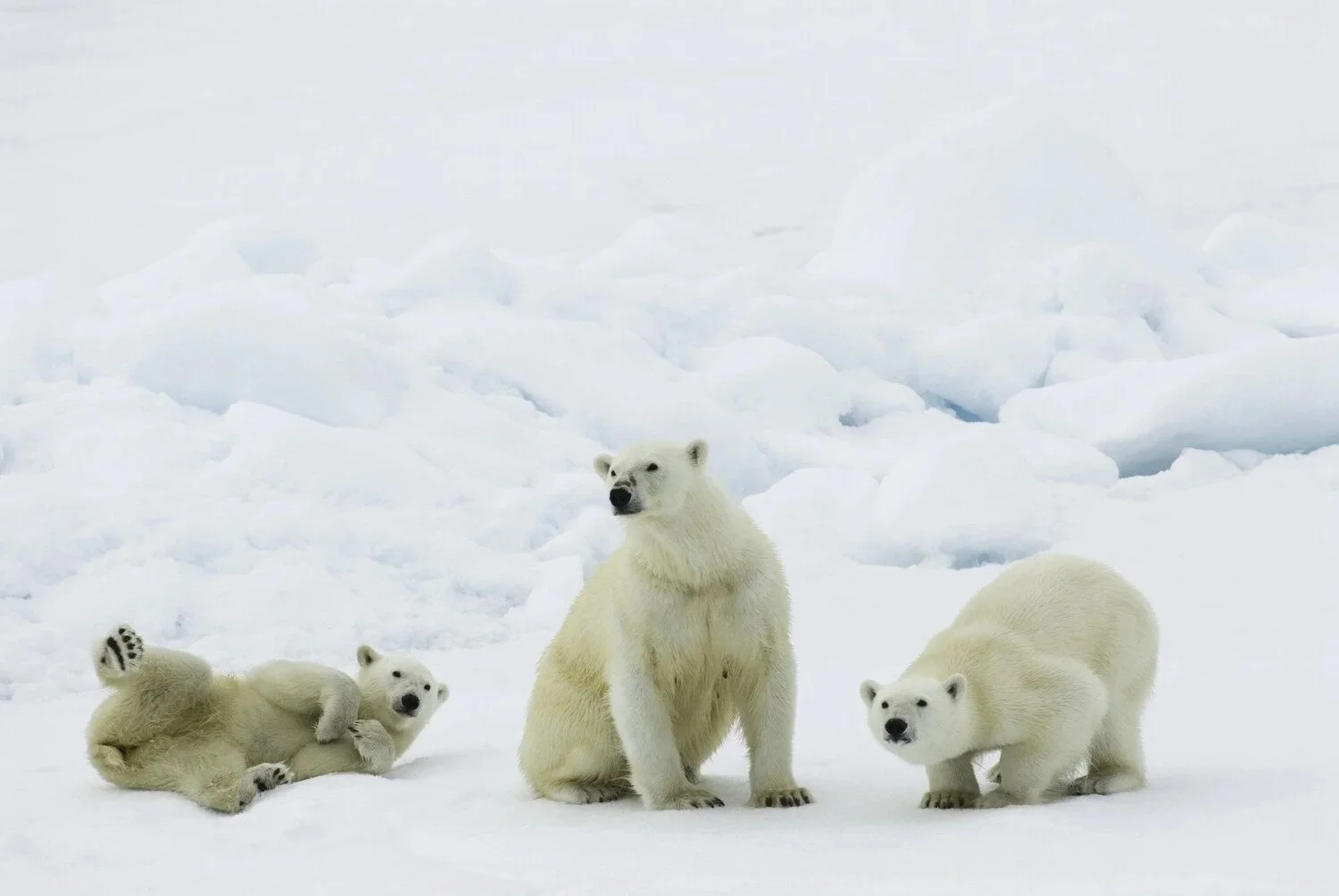 Polar bear family_Rinie van Meurs_Warbler_Tours.jpg