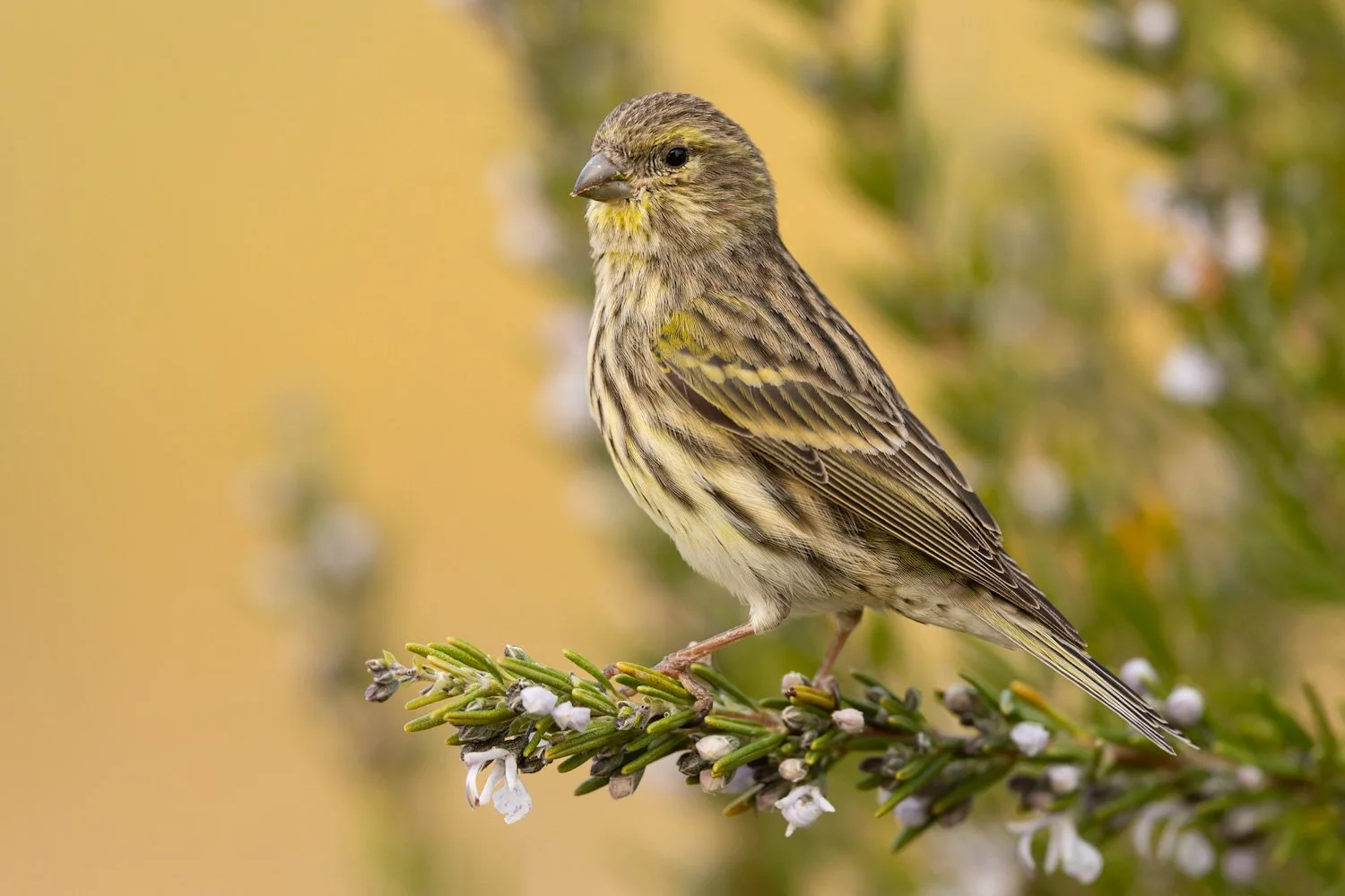 european serin_bird_photography_barcelona_spain_ebro delta_europe_hide_1.jpg