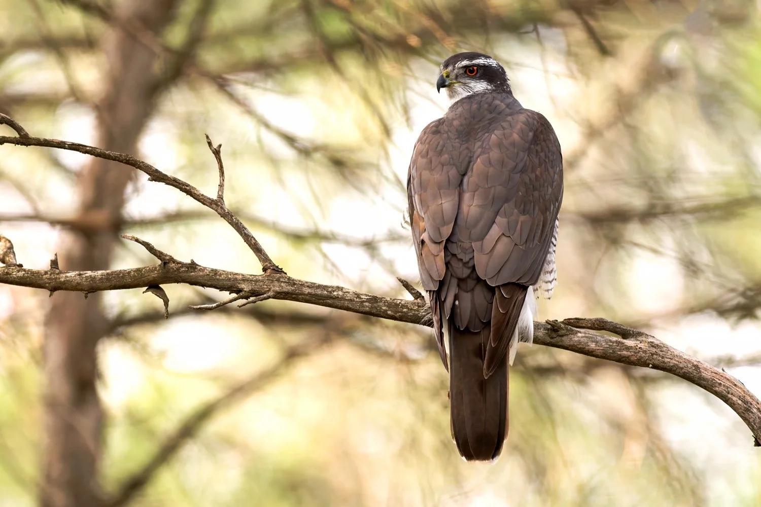 goshawk_bird_photography_barcelona_spain_europe_ebro delta_hide.jpg