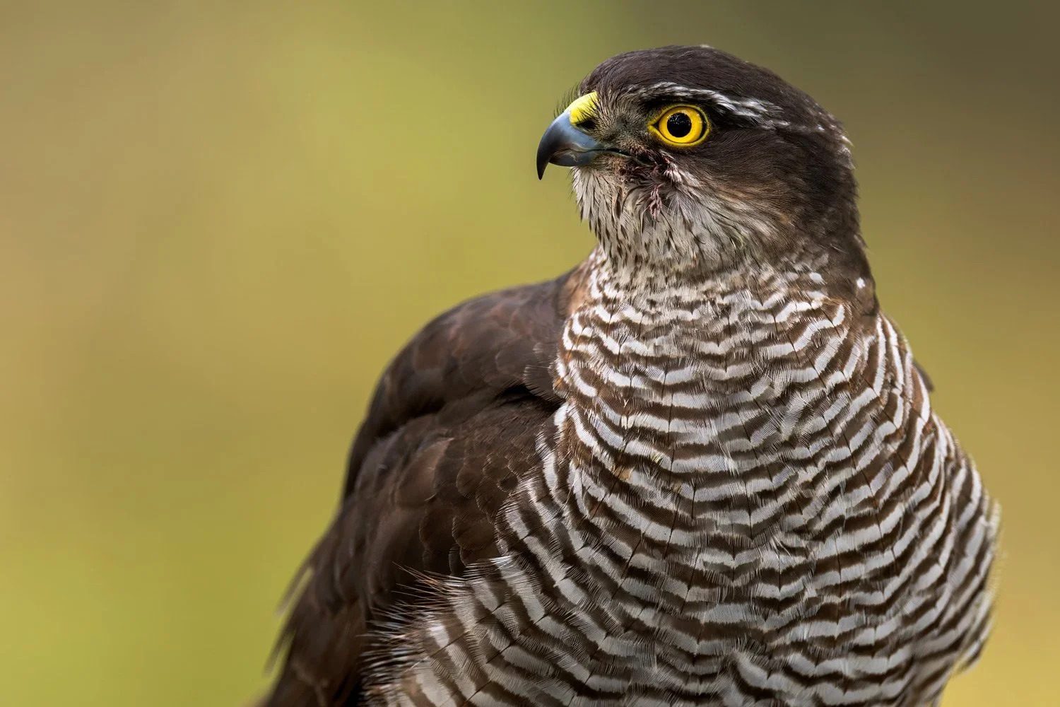 Sparrowhawk Photography Hide