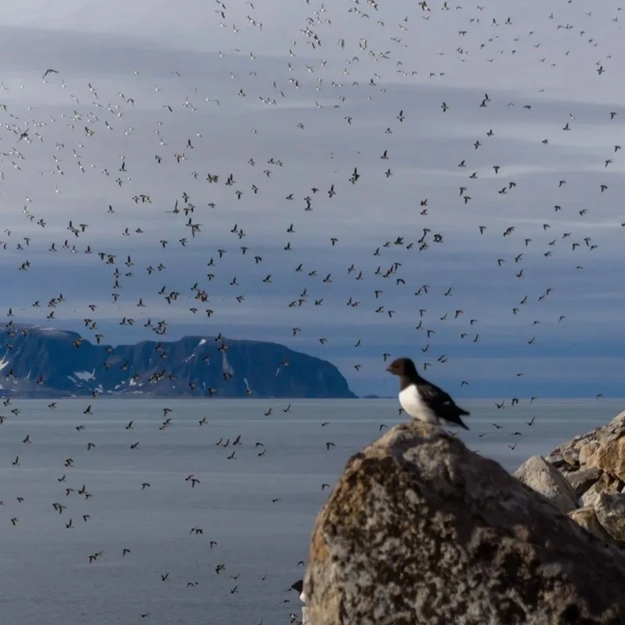 ARCTIC EXPEDITION 2026 (SHORT TRIP)