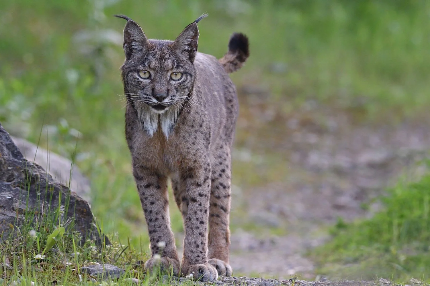 iberian_lynx_spain_tour_photography_bespoke_premium_3.jpg (Copy)