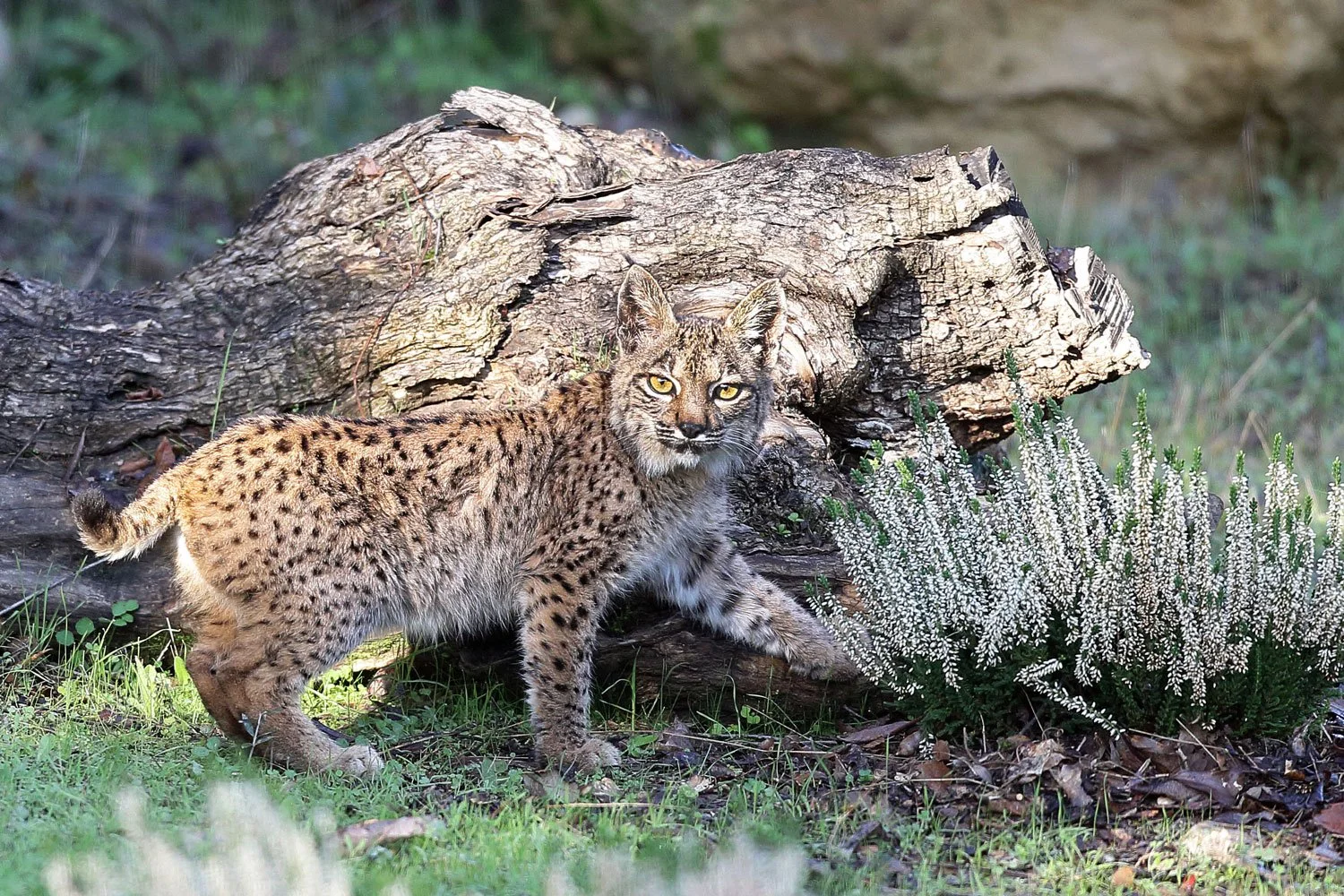 iberian_lynx_nature_wildlife_photography_spain_primium_bespoke_2.jpg (Copy)