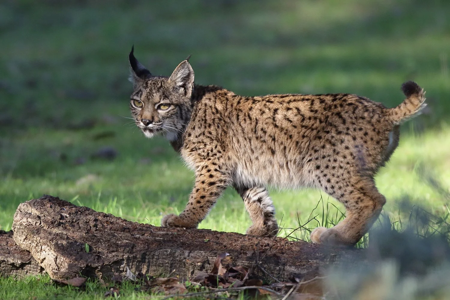 iberian_lynx_nature_wildlife_photography_spain_premium_bespoke_3.jpg (Copy)