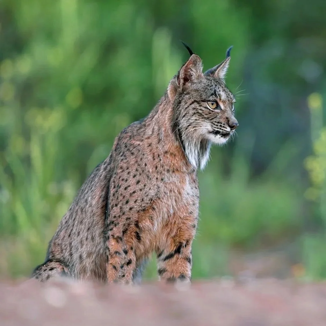 IBERIAN LYNX 