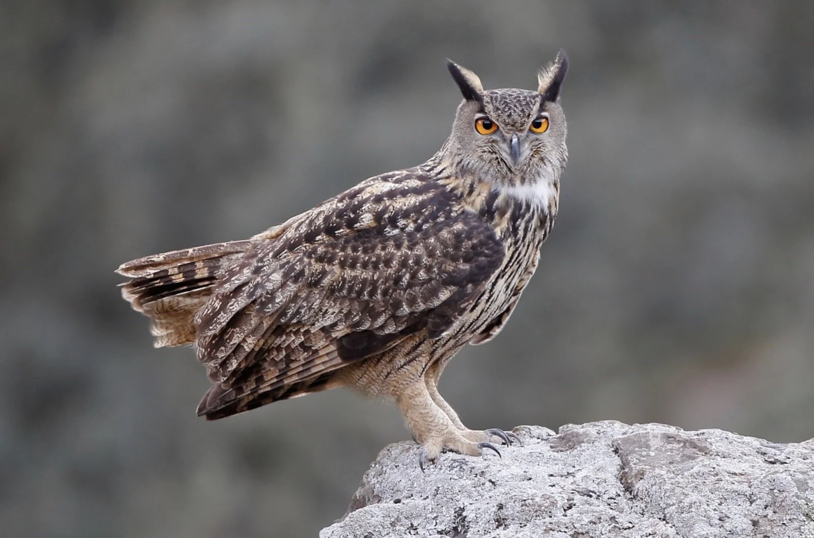 owl_eagle_bird_photography_spain_wildlife_premium_bespoke_JPEG.jpg
