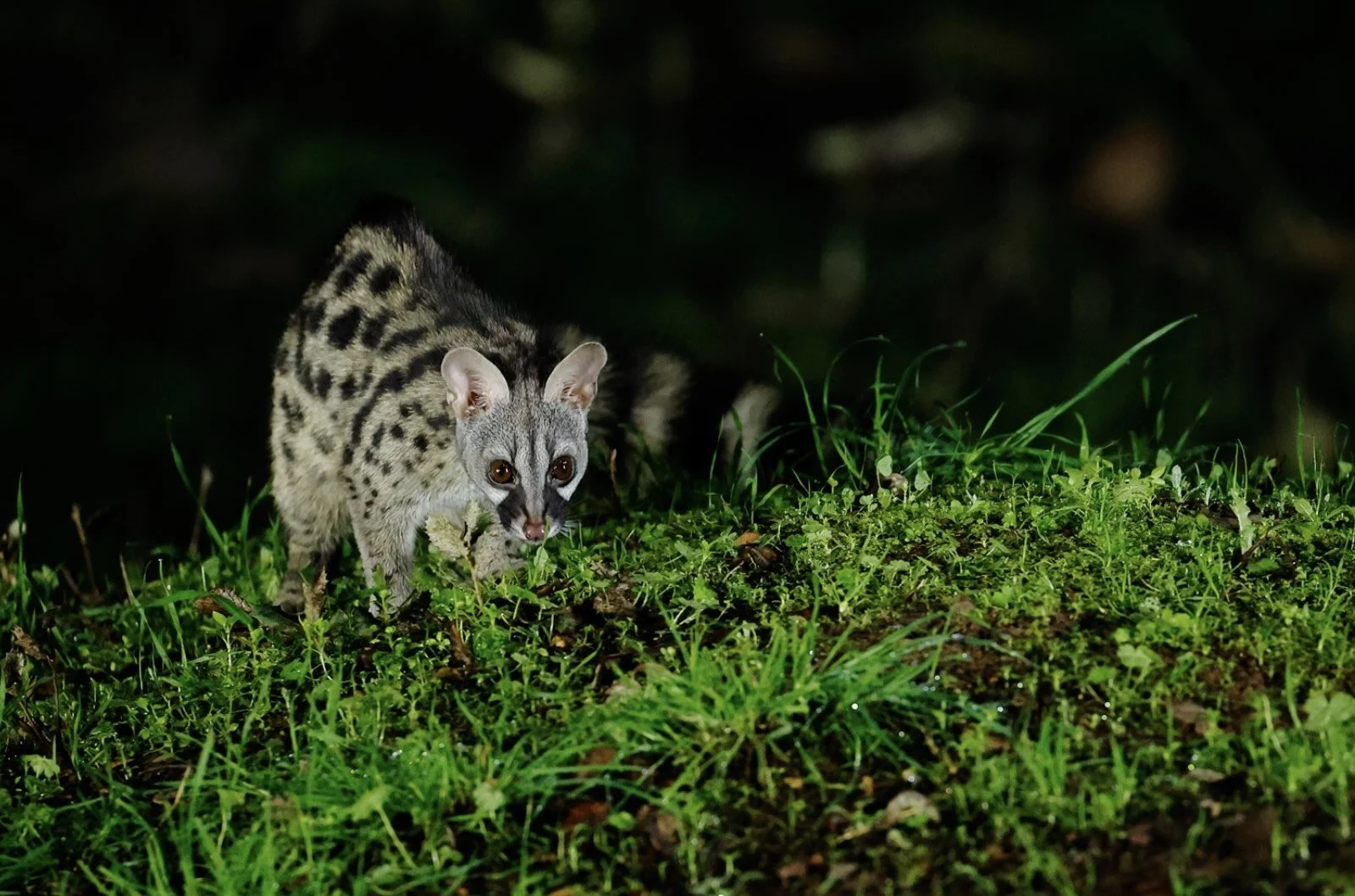 genet_bird_photography_spain_wildlife_premium_bespoke.jpg