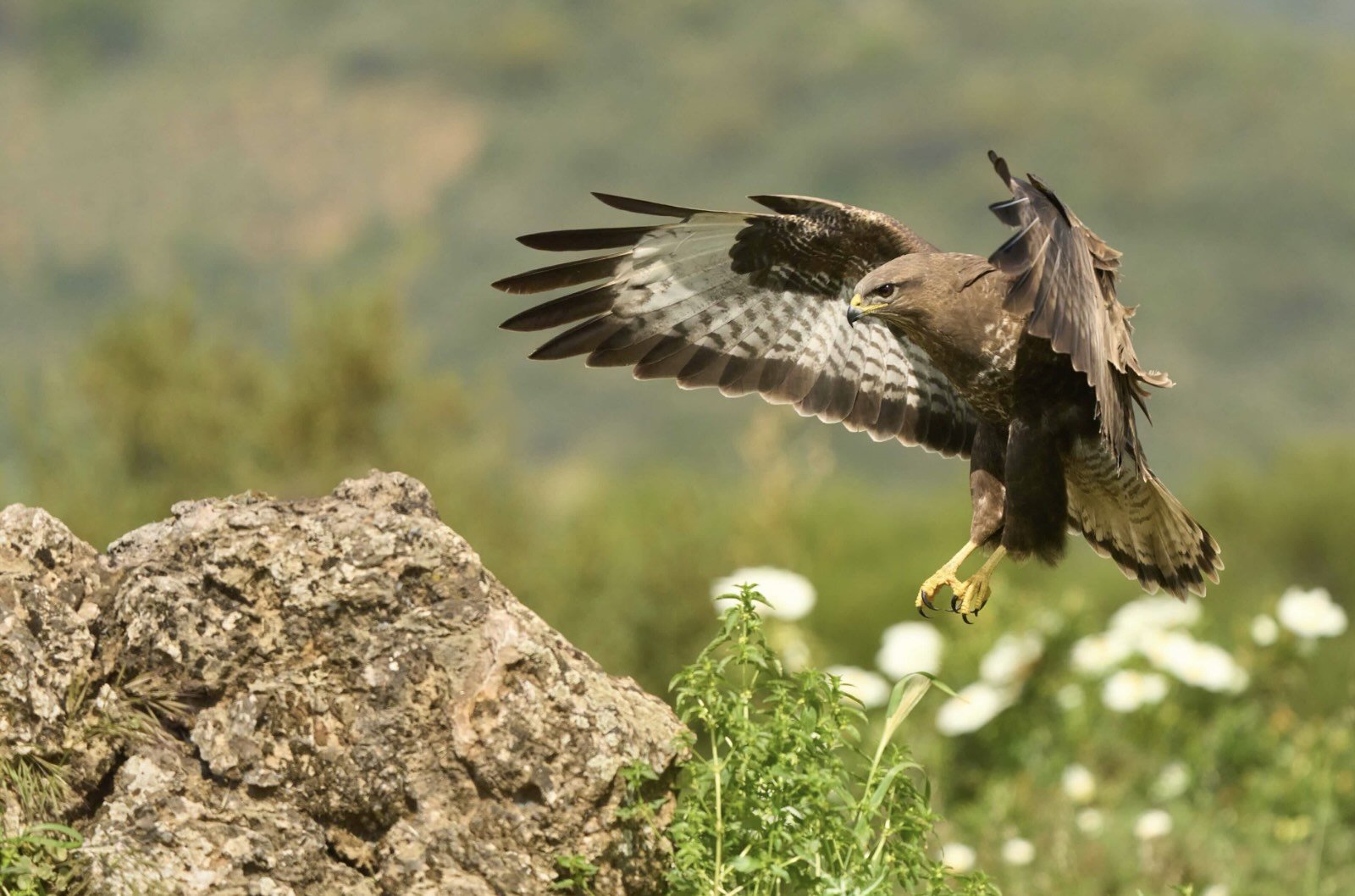 buzzard_bird_photographyspain_wildlife_premium_bespoke.jpg