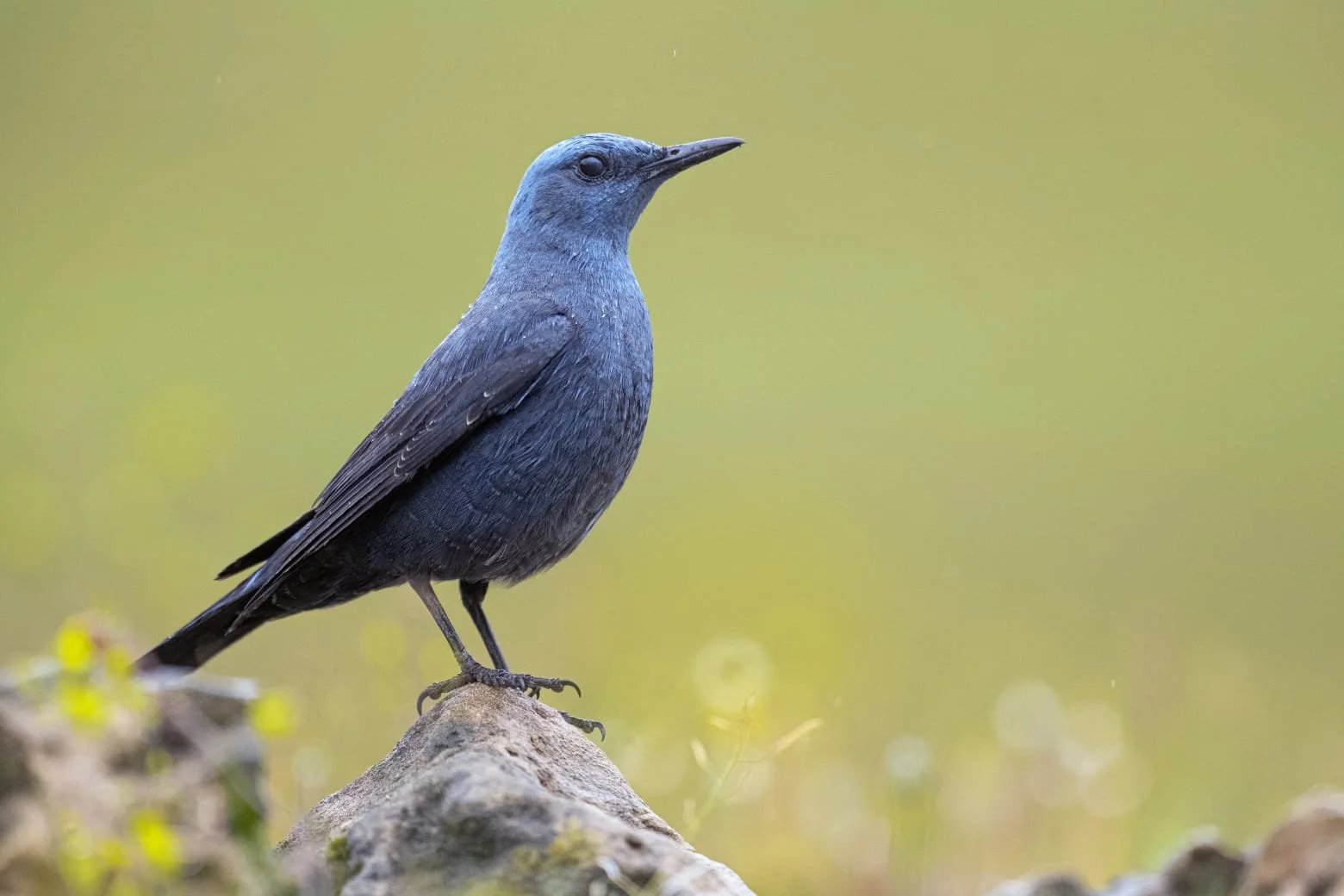 Blue_Rock_trush_bird_photography_spain_wildlife_premium_bespoke.jpeg