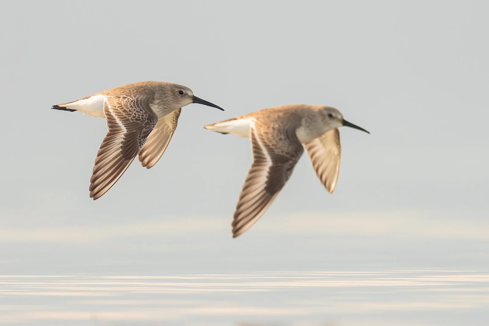 Dunlin_Spain_Ebro_delta_photo_birding_bird.jpg