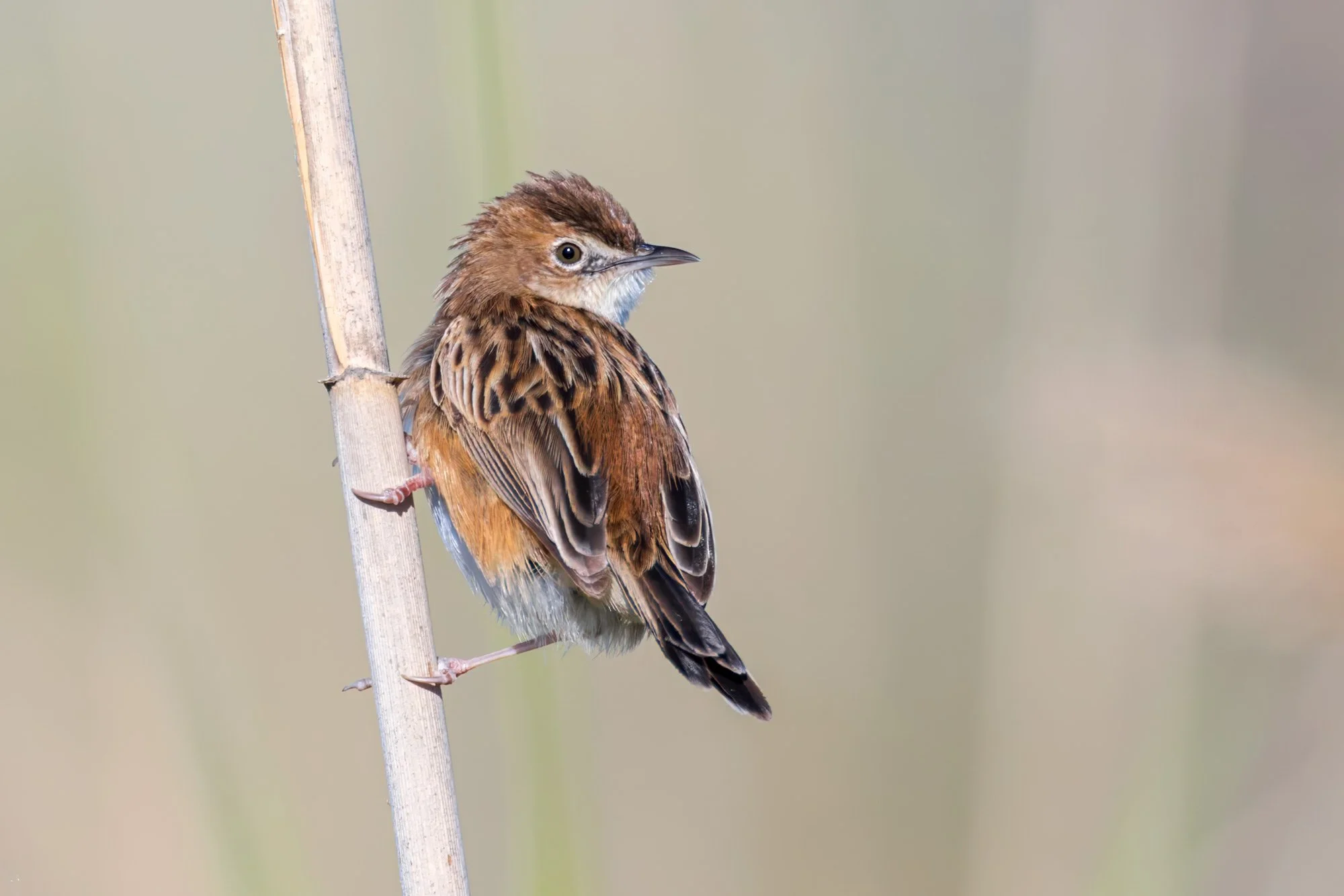 Cisticolas_Zitting-Cisticoal_JPEG_3x2_A7A0595.jpg