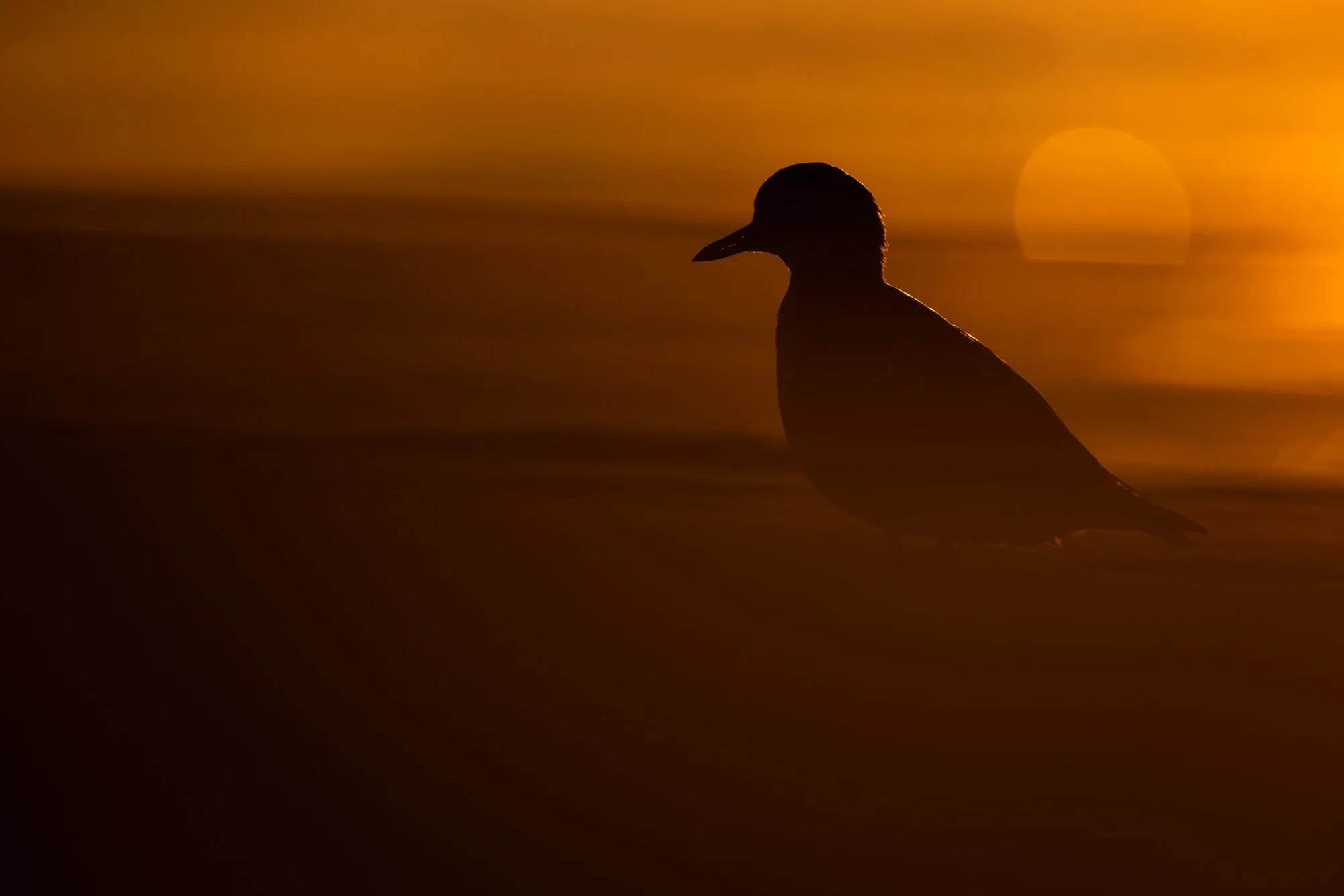 Waders_Grey-Plover_JPEG_3x2_29122021-_74A0184.jpg