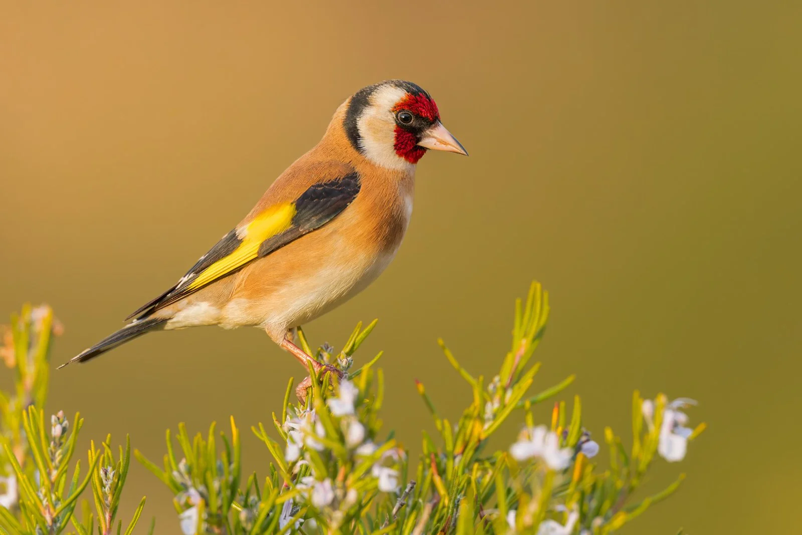 Finches_Goldfinch_JPEG_3x2_ARM3901.jpg