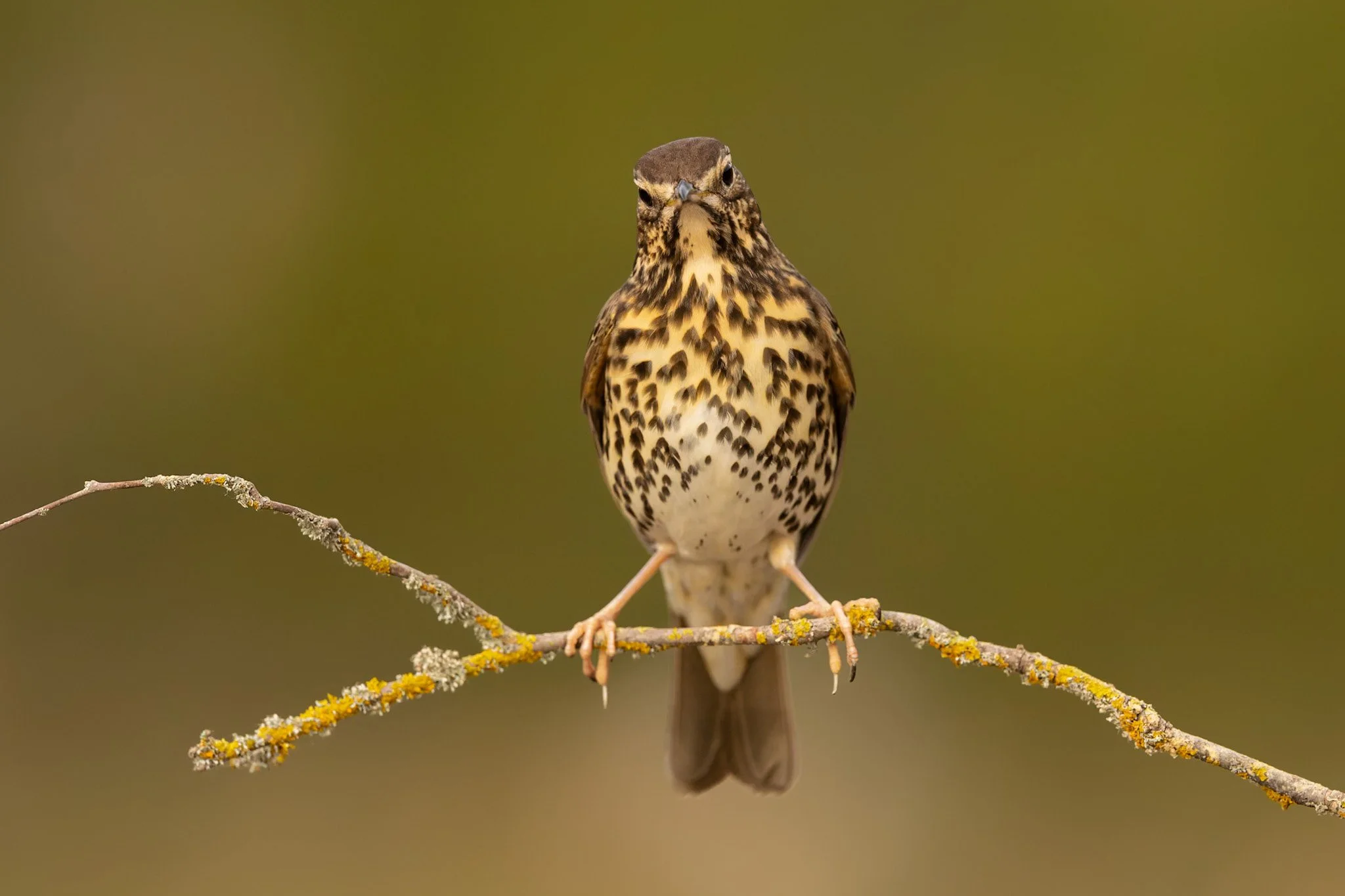 Thrushes_Song_Batea_JPEG_3x2_ARM6364.jpg